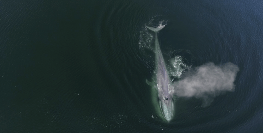 синий кит, Тихий океан, аквакультурные суда