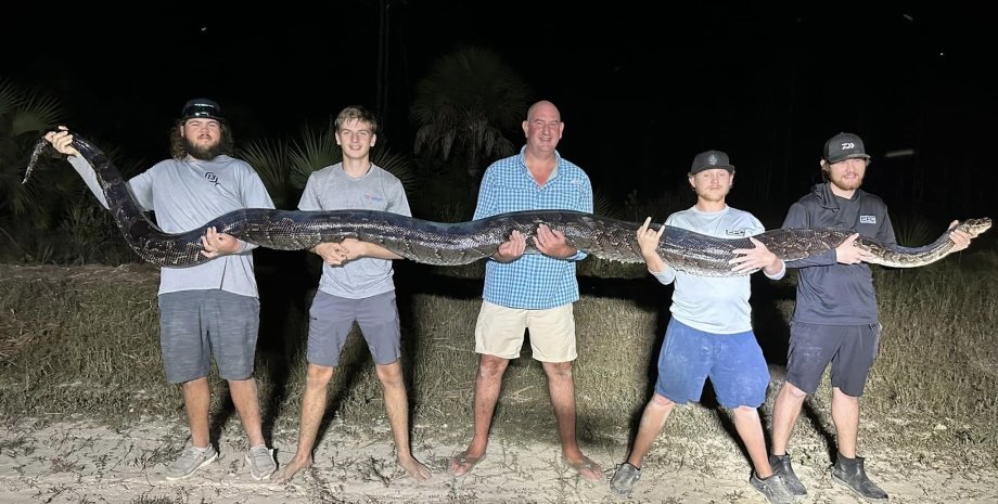 Вес питона 90 кг, а его длина 5,2 м бирманский питон, питон