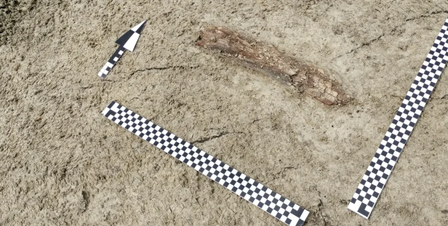 кость мамонта