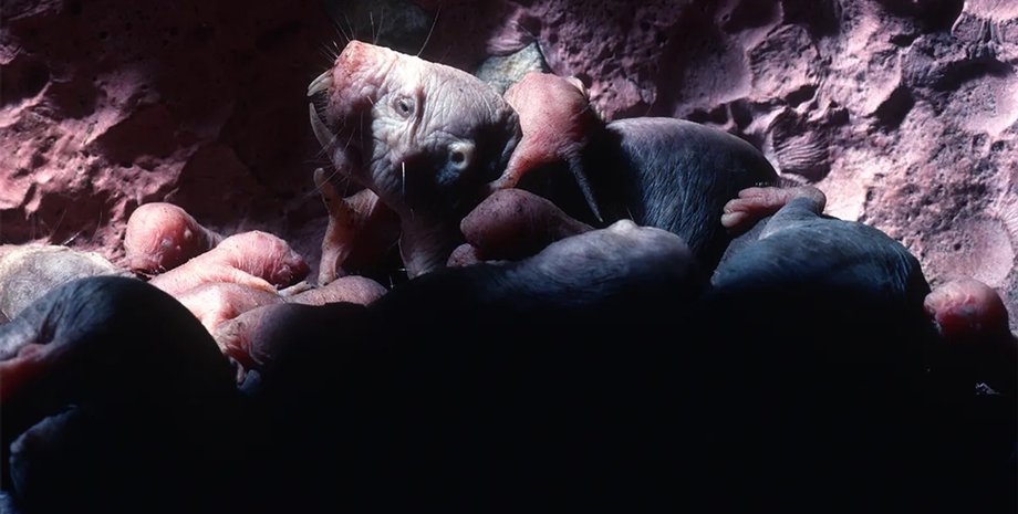 грызуны голые землекопы