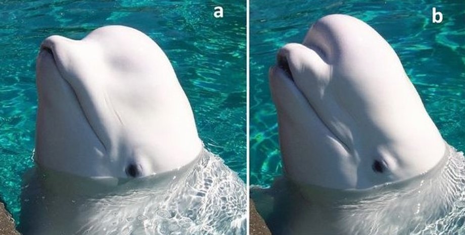 белуха, голова белухи