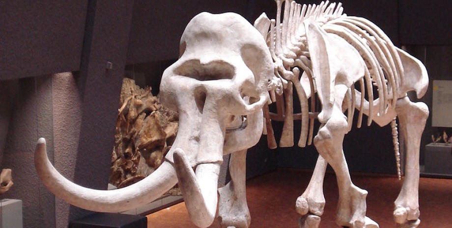 останки, останки мамонтов, меняли на пиво, древние животные, вымершие животные, мамонт, палеонтология, археология, мексика