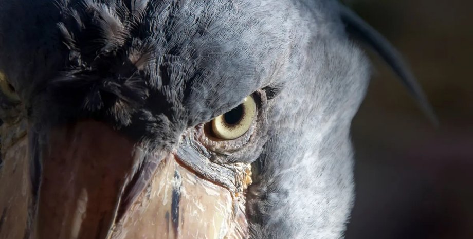 китоголов найдивніший птах у світі