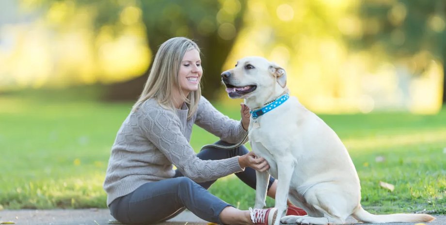 Собака, домашний любимец, прогулка