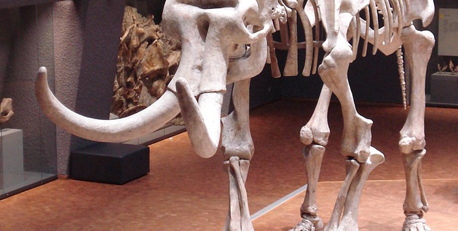 останки, останки мамонтов, меняли на пиво, древние животные, вымершие животные, мамонт, палеонтология, археология, мексика