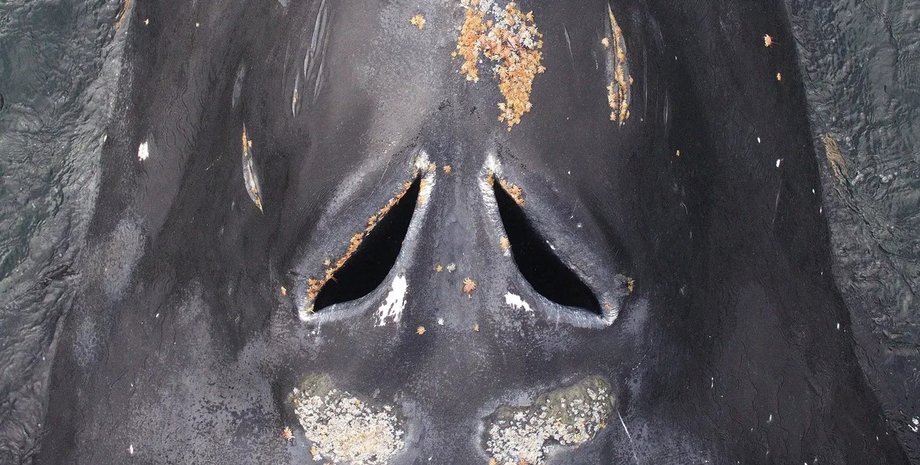 киты, нюх китов, ноздри китов