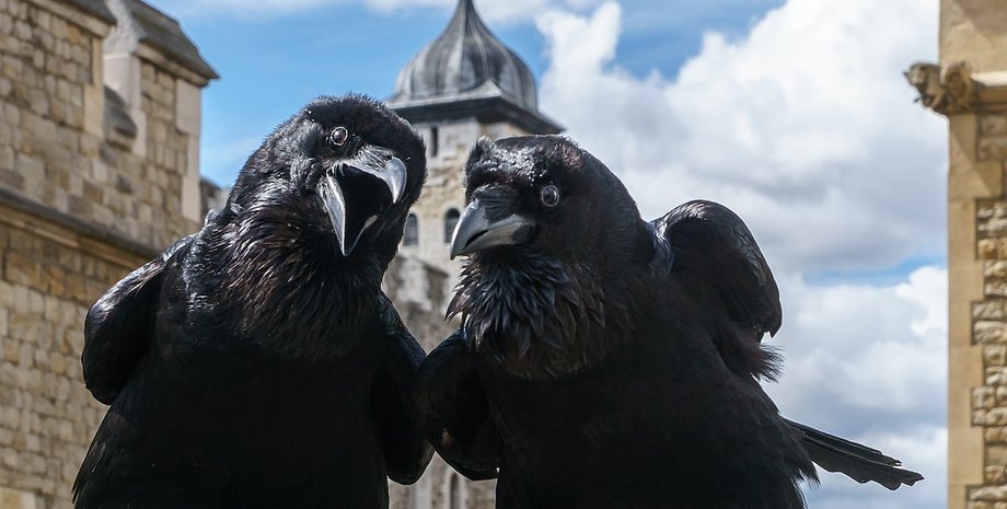 тауэрские вороны, ворон, шесть воронов, лондонский тауэр, Великобритания, англия, легенда, поверья, король англии, король, лондон, тауэр, символ лондона, монархия