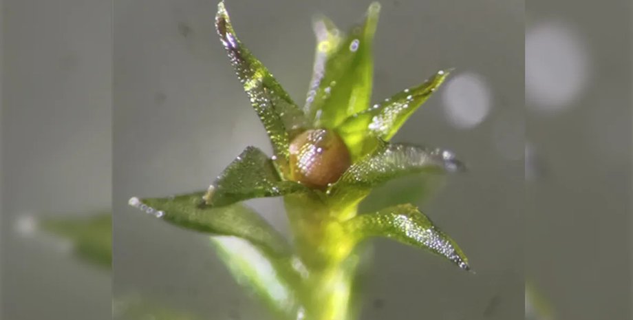 мох спорофіт спорофіт мох