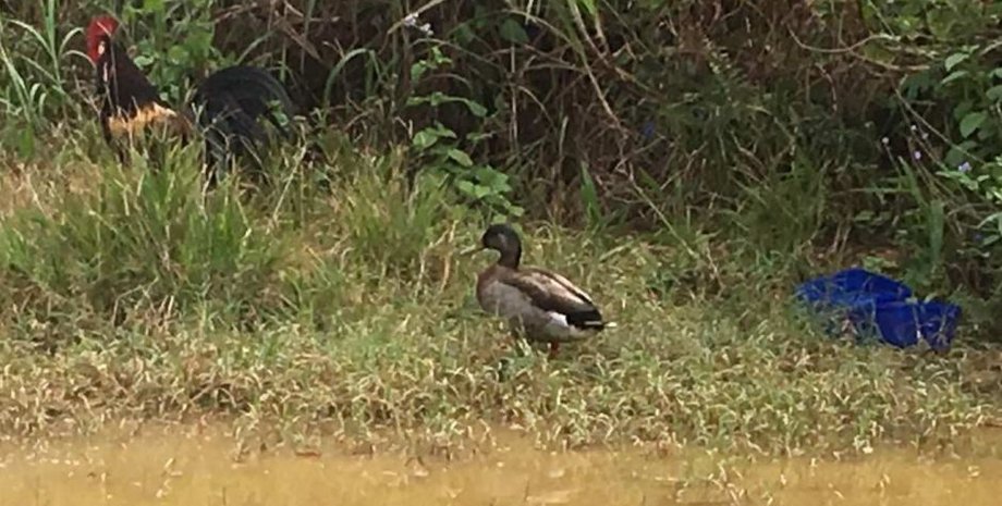 Фото: NZ Herald/Claire Trevett