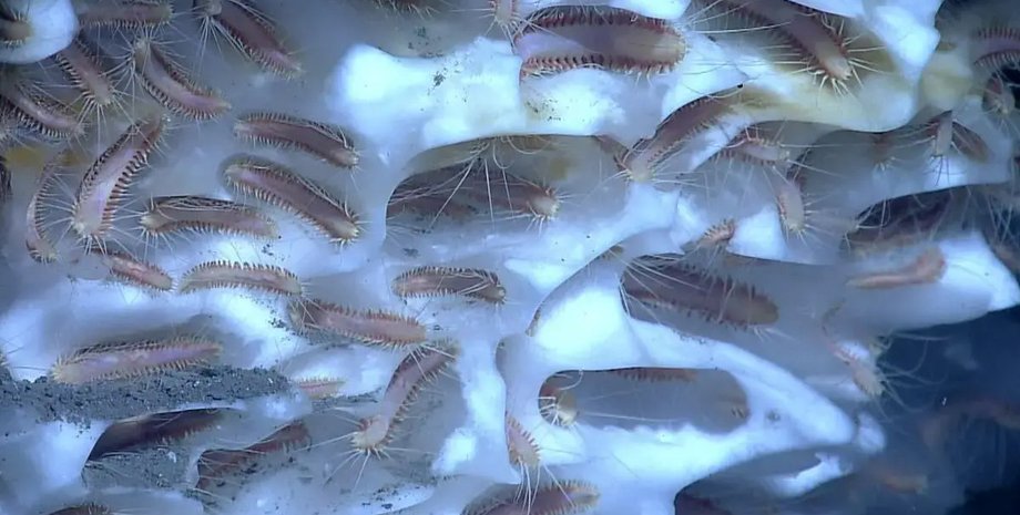 ледяные черви