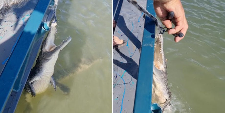 Крокодил зацепился за сеть, крокодил, рептилия, животные, рыбалка, рыбак испугался, огромный крокодил, увидел зубы, сетка