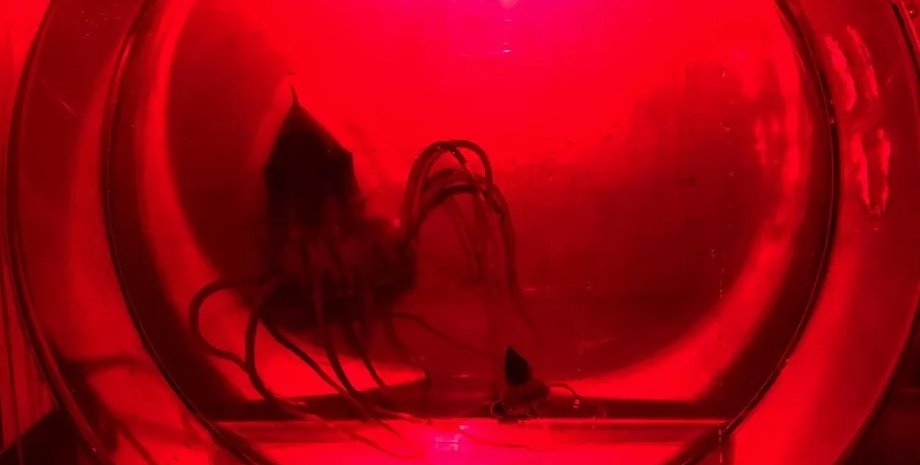 стресс, медузы в стрессе