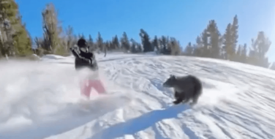 медведь и сноубордист