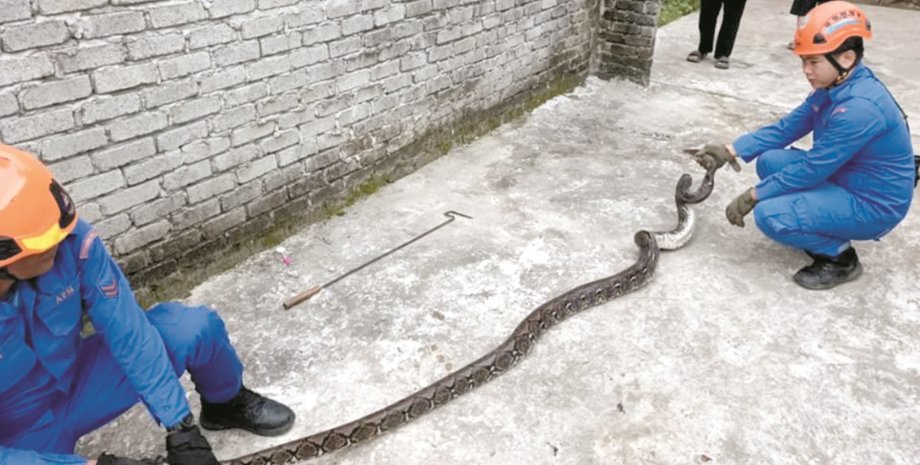 Співробітники цивільної оборони акуратно утримують триметрового сітчастого пітона, знайденого у дворі будинку в Малайзії