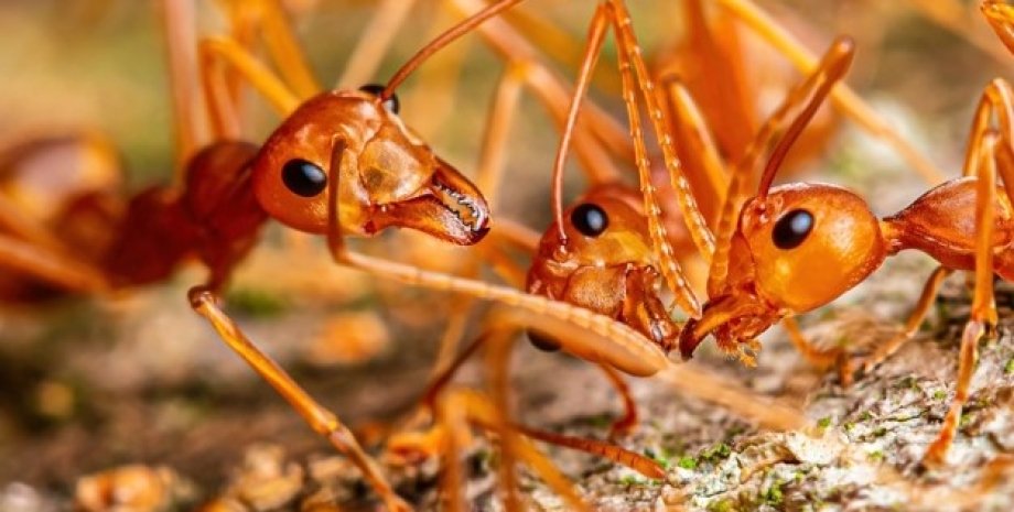 вогняні мурахи