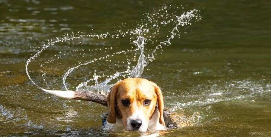 собака, виляння хвостом собака, собака виляння хвостом