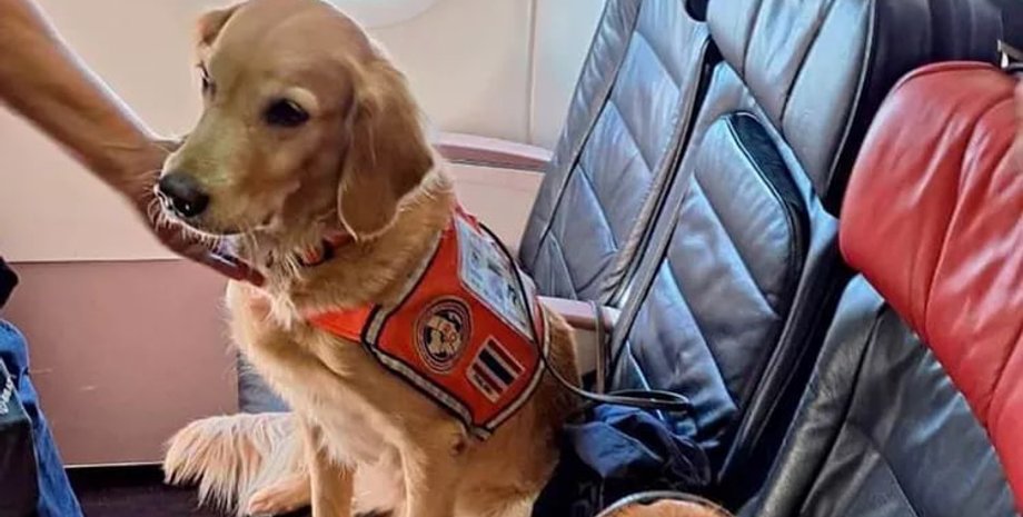 собака-спасатель