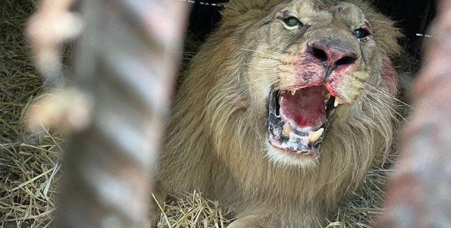 лев, брецель