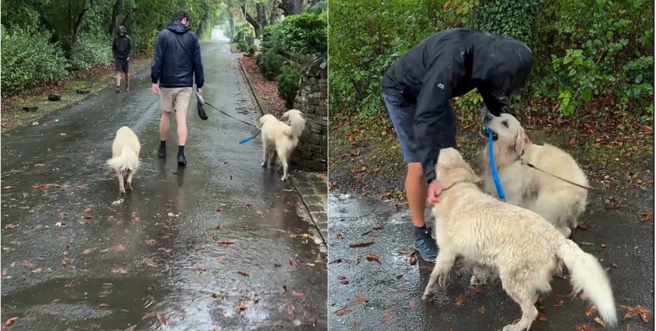 Спроба пройти непомітним провалилася: собаки викрили хазяїна після його відпустки