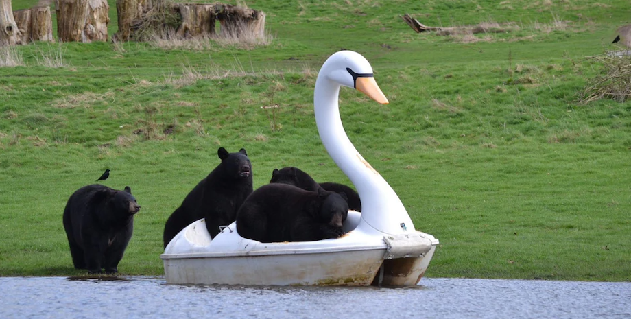 Медведи плавали по озеру на катамаране, курьез в сафари-парке, искусственное озеро, приколы, развлечения, животные, Великобритания