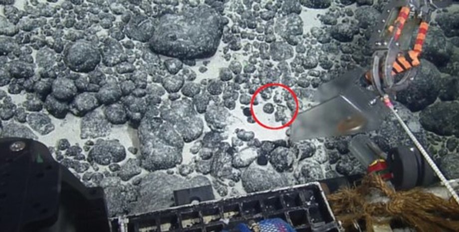 зуб, мегалодон