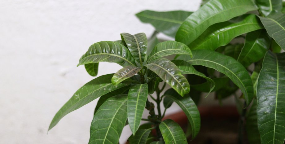 манго у квартирі