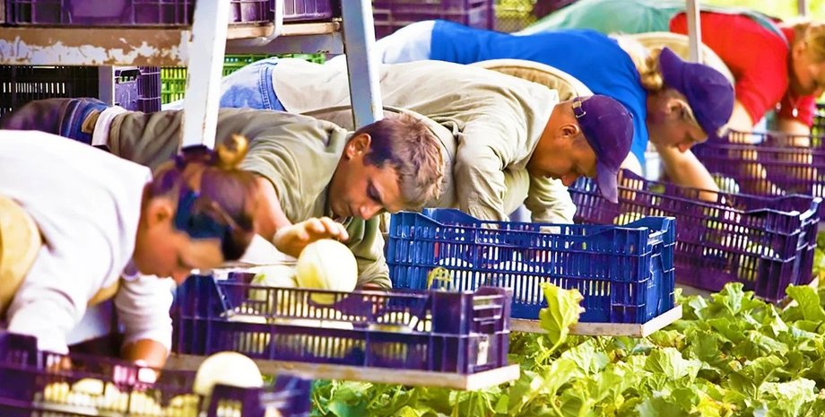 заробитчане, вакансии, статистика,