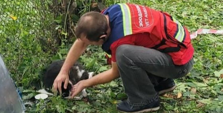 Спасенный кот после атаки на Киев после атаки на Киев Двух котов спасли в Киеве