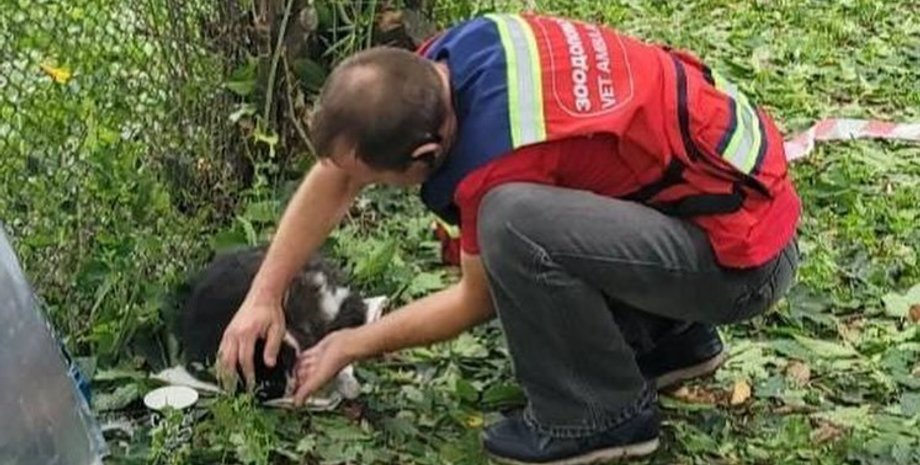 Двух котов спасли в Киеве