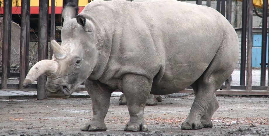 білий носоріг набіре