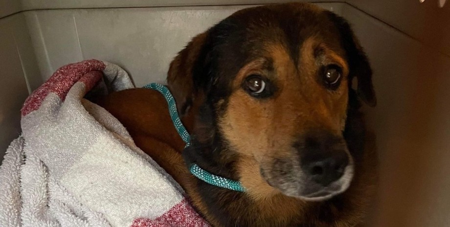 Собака 2 недели ждала хозяина, новая история Хатико, бросили собаку, спасатели животных, брошенное животное, бездомное животное