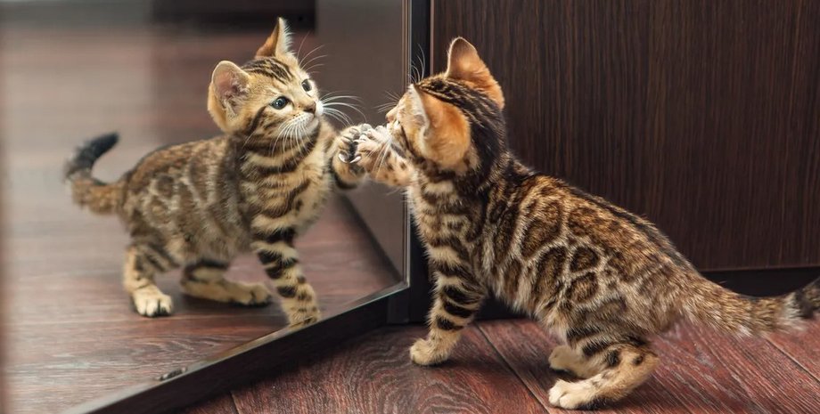 зеркала, как работают зеркала