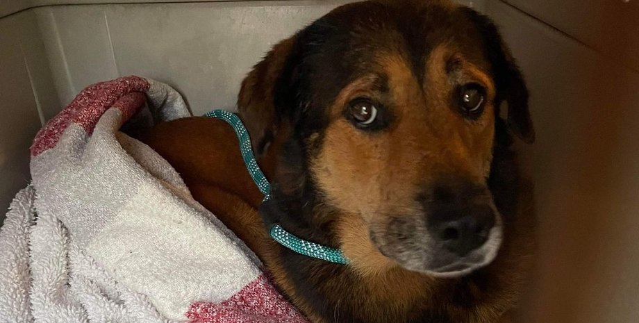 Собака 2 недели ждала хозяина, новая история Хатико, бросили собаку, спасатели животных, брошенное животное, бездомное животное