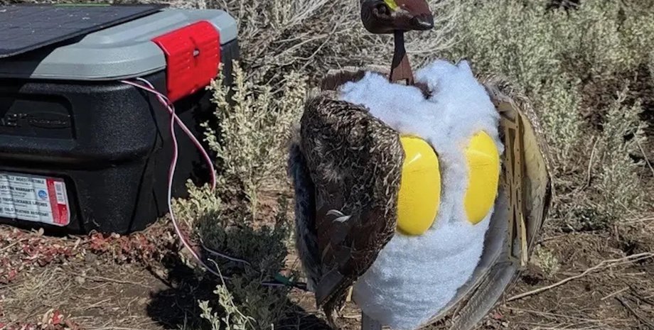 тетерев-рябчик птица