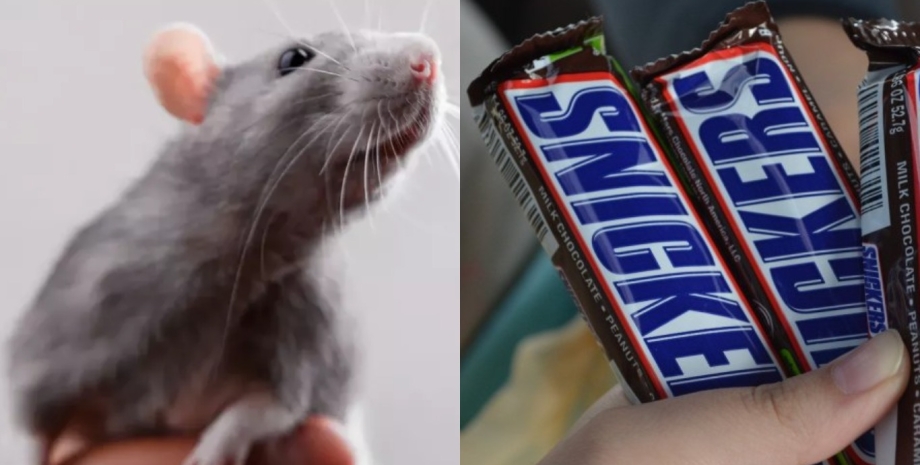 Женщина нашла зуб крысы в шоколаде, зуб в Snickers, крысиный зуб, крыса, грызун, конфеты, шоколад, сладости, начала кричать