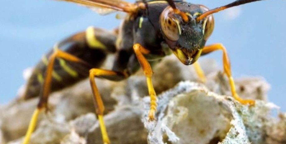 Forscher haben herausgefunden, dass einige Insekten, einschließlich Wespen, wild...