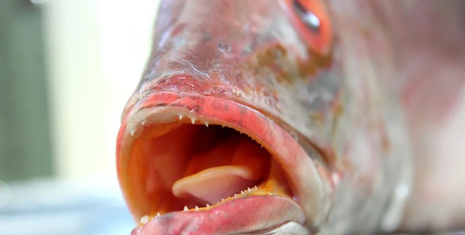 рыбы структура похожая на язык