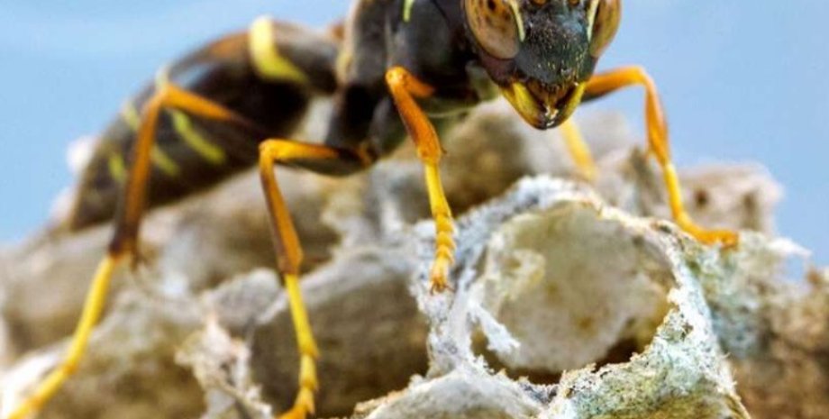 осы, осы вирусы, вирусы осы