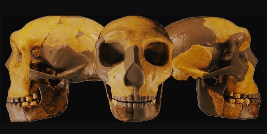 череп, стародавній череп, останки