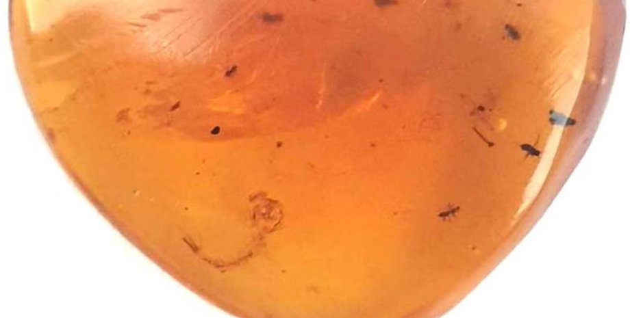 скам'янілість комара, стародавній комар, комарі