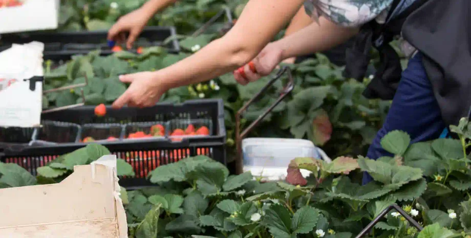 сбор овощей