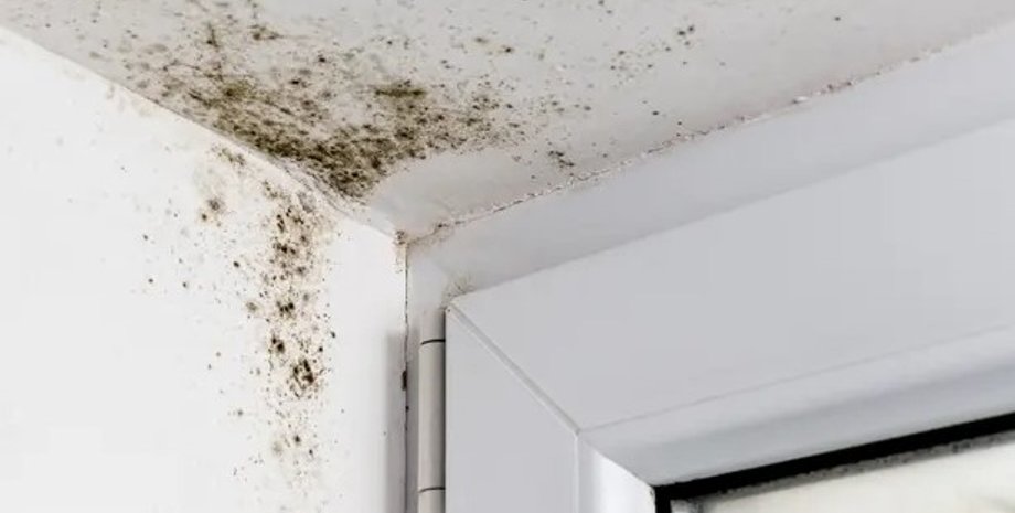 плесень, черная плесень