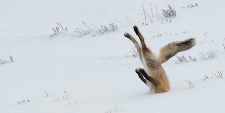 Фото: Comedy Wildlife