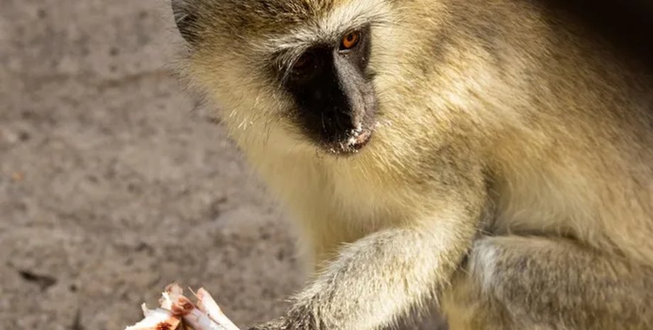 примати люблять гриби