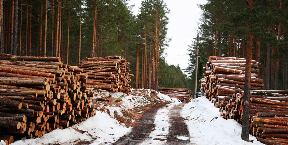 дрова, лес, рубка лес