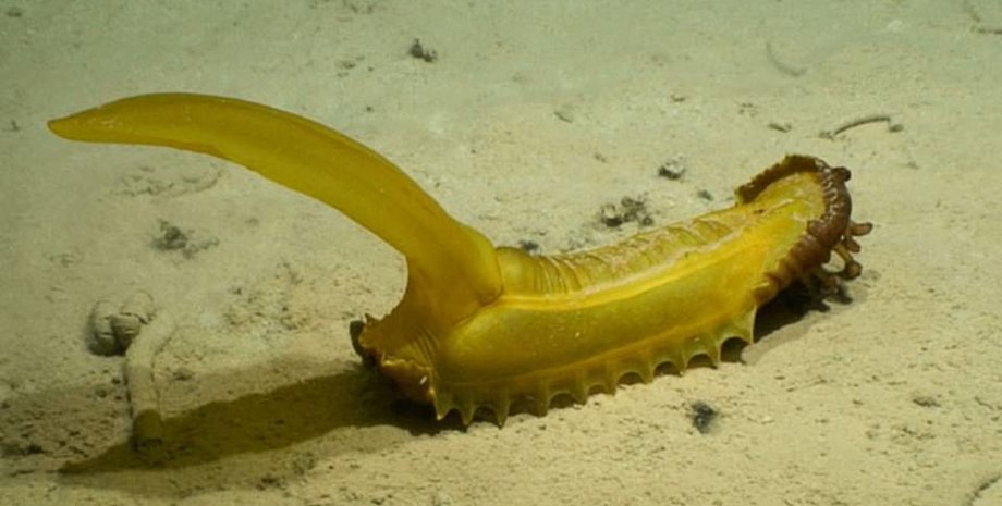 морской огурец, дно океана, фото