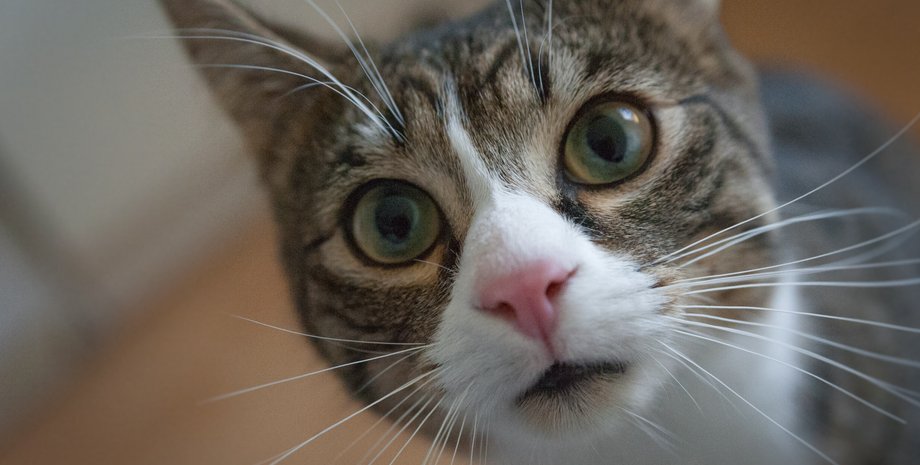 кот глаза уши нос серый белый