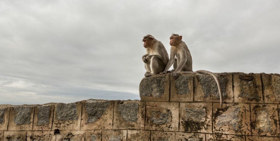 В Индии обезьяна украла сумку с деньгами и устроила "денежный дождь"