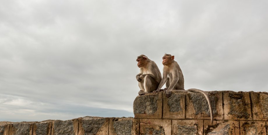 В Індії мавпа вкрала сумку з грошима і влаштувала "грошовий дощ"