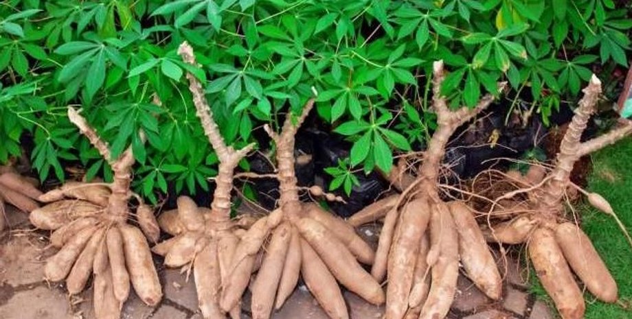 маниока, клубни маниоки